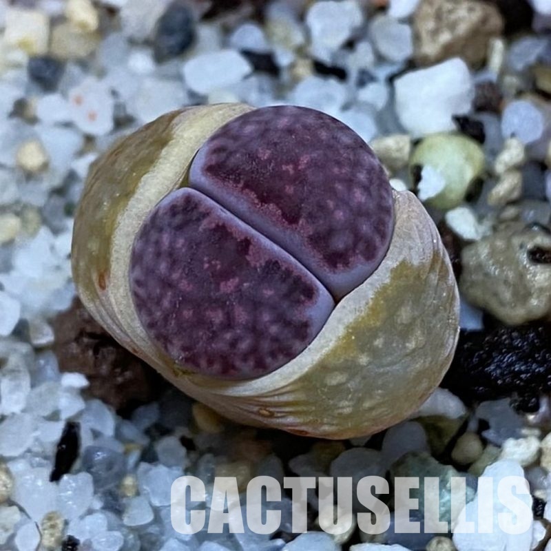 SH32721 Lithops salicola ‘Sato’s Violet’ hybrid