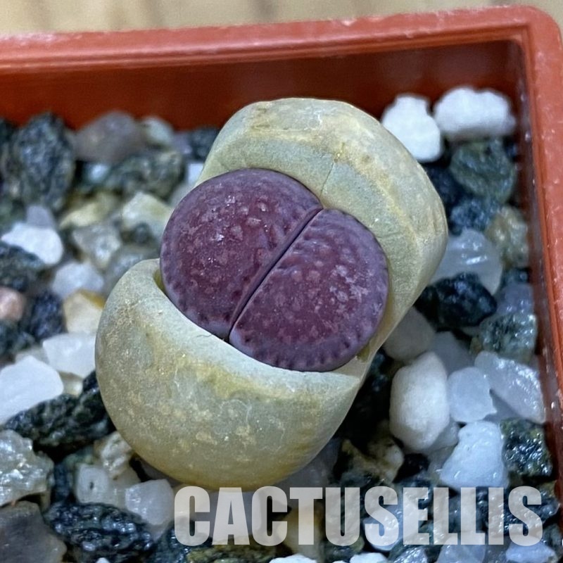 SH32722 Lithops salicola ‘Sato’s Violet’ hybrid