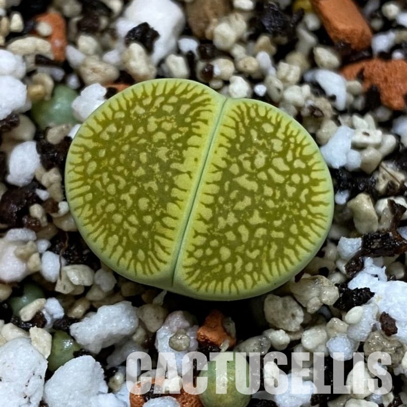 SH32670 Lithops aucampiae 'Bella Ketty'