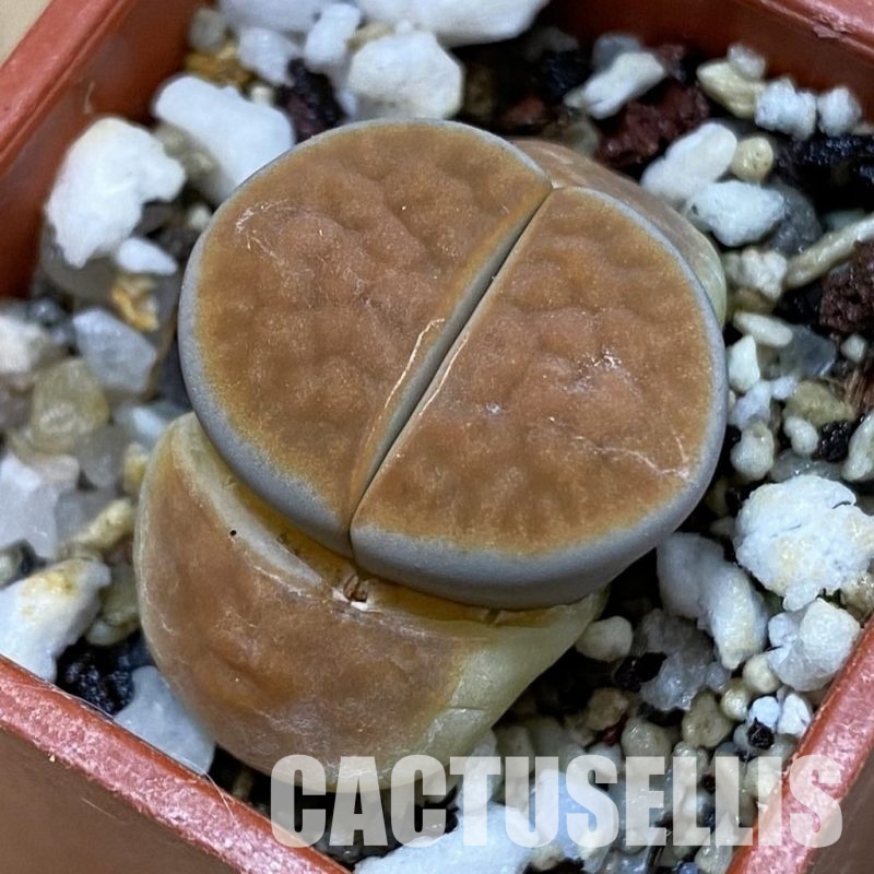 SH32723 Lithops karasmontana v. lericheana