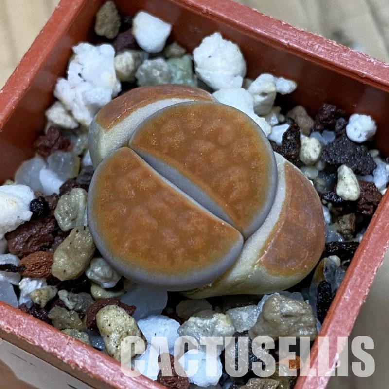 SH32724 Lithops karasmontana v. lericheana
