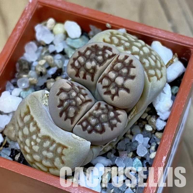 SH32725 Lithops hallii