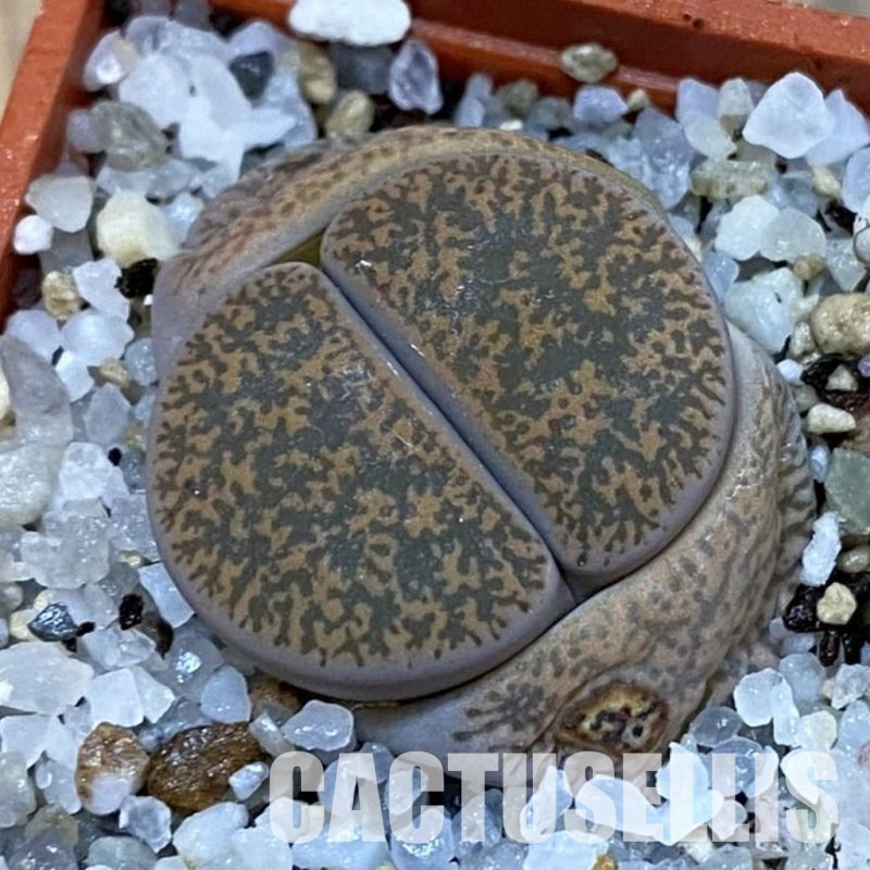 SH32726 Lithops lesliei v. minor