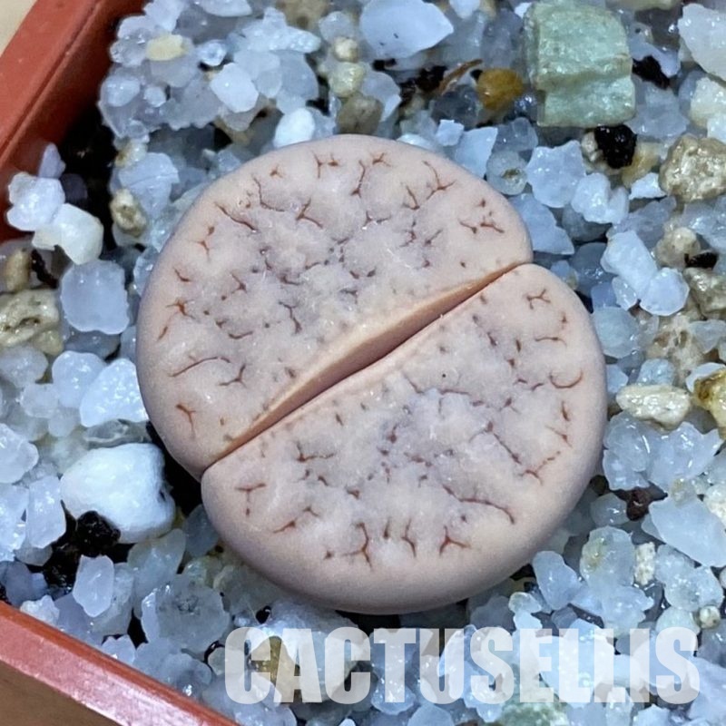 SH32727 Lithops gracilidelineata