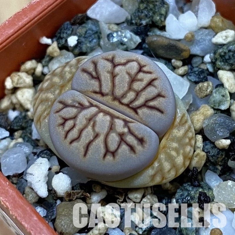 SH32728 Lithops julii 'Kikushogiyoku'