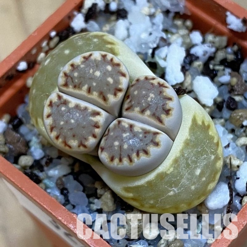SH32729 Lithops julii v. fulleri -Aggeneus-