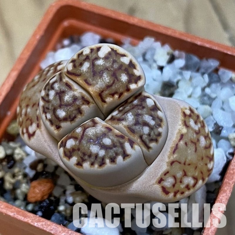 SH32730 Lithops julii C 64 A