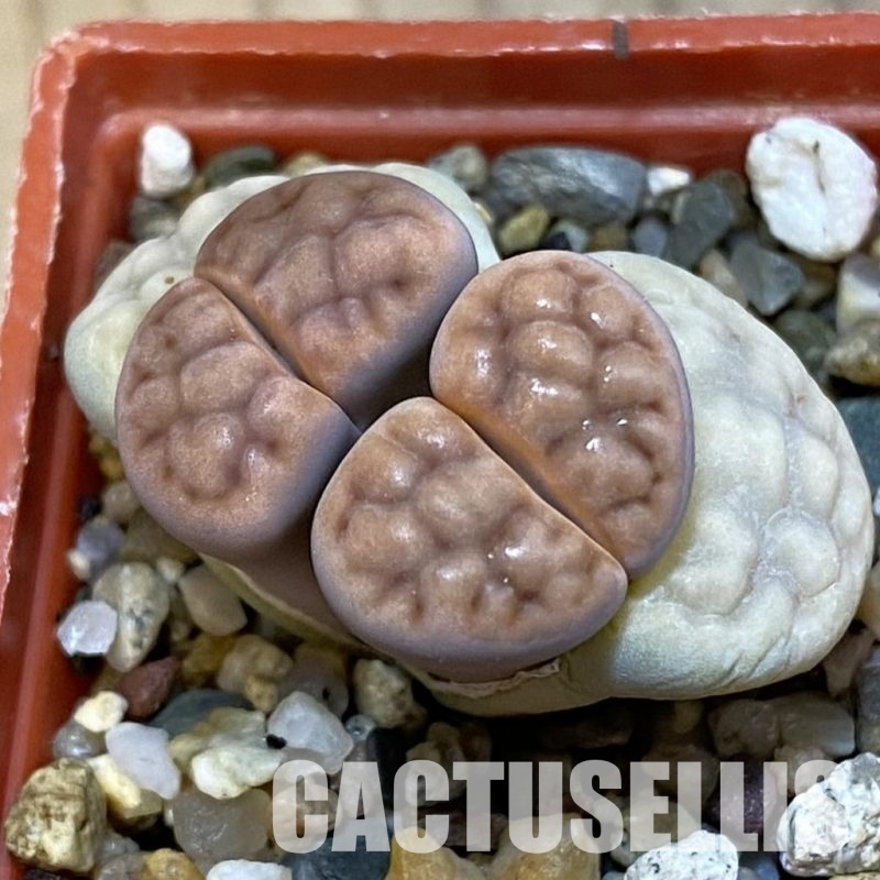 SH32731 Lithops karasmontana v. tischeri