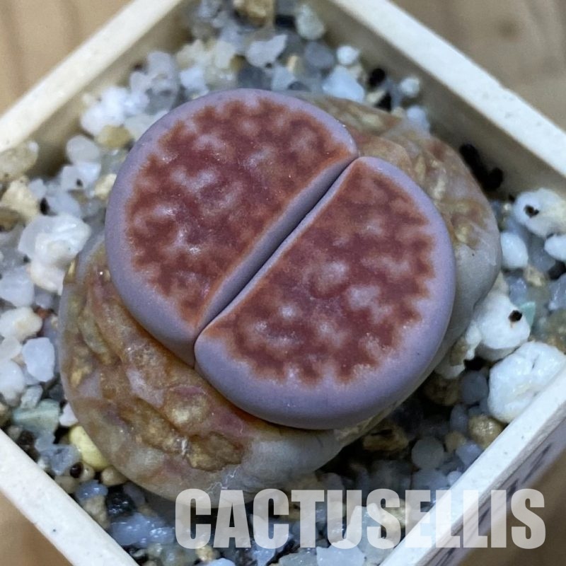 SH32732 Lithops karasmontana -Grunau-