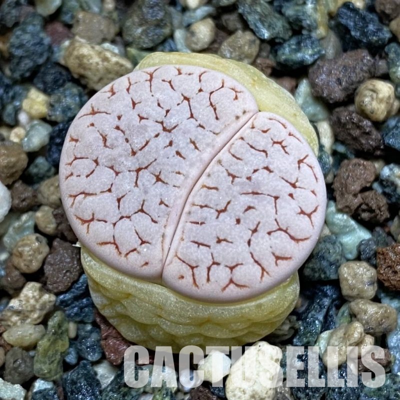 SH32671 Lithops gracilidelineata v. waldroniae C 189