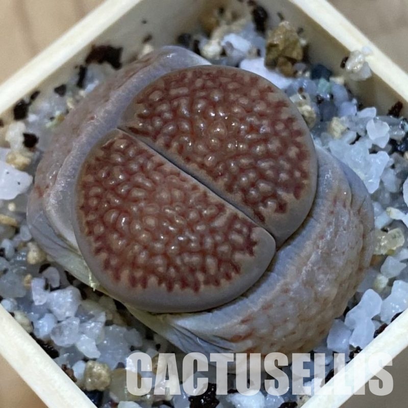 SH32734 Lithops hallii C 174