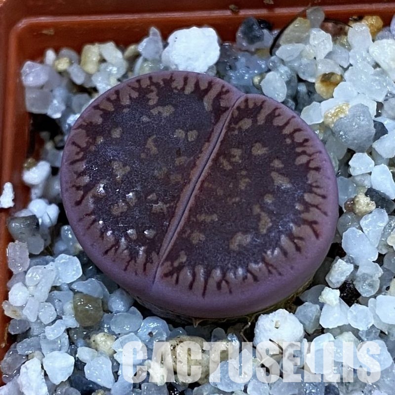 SH32735 Lithops aucampiae 'Fire Brandt'