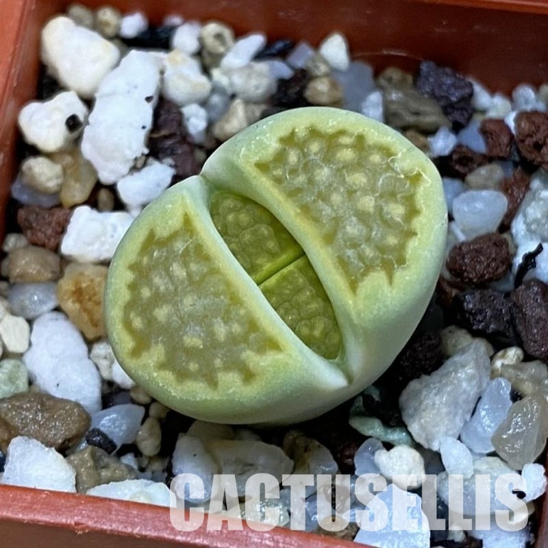 SH32737 Lithops hallii 'Green Soapstone'