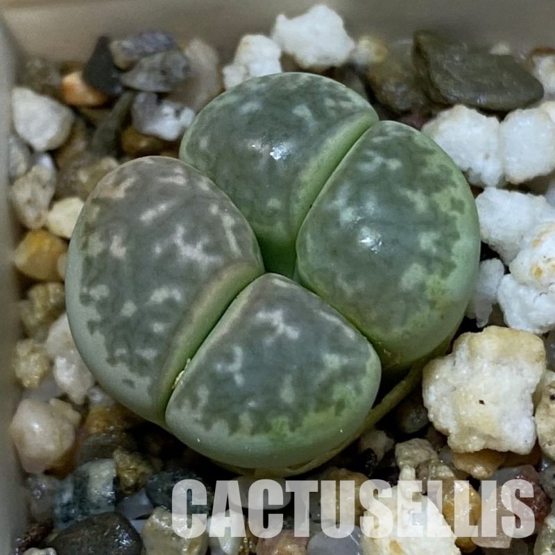 SH32738 Lithops marmorata
