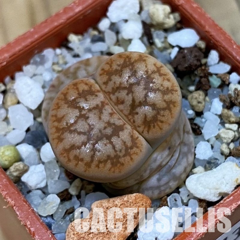 SH32739 Lithops gesinae 'Orang'