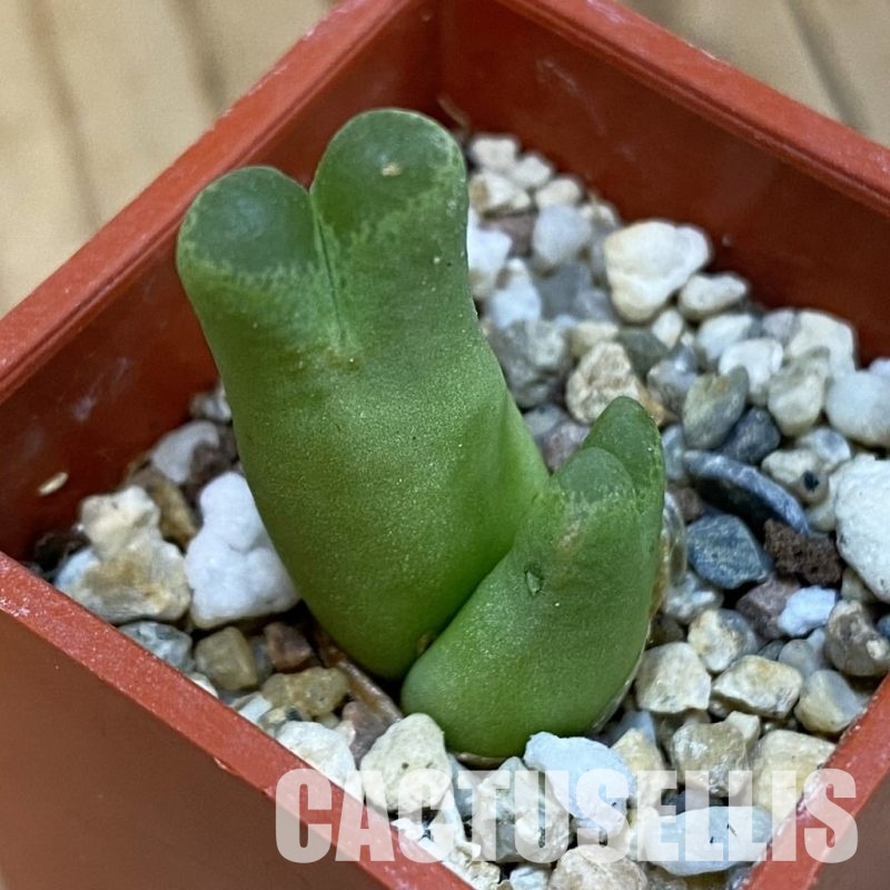 SH32740 Conophytum lydiae -Taaibosmond-
