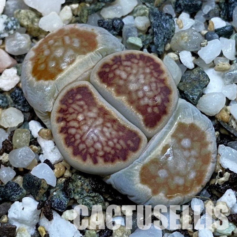 SH32672 Lithops julii 'Kikushogiyoku'