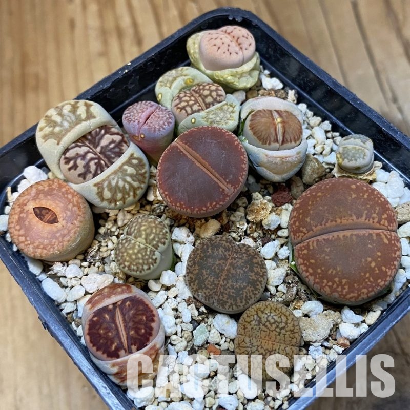 SH32743 Lithops mix