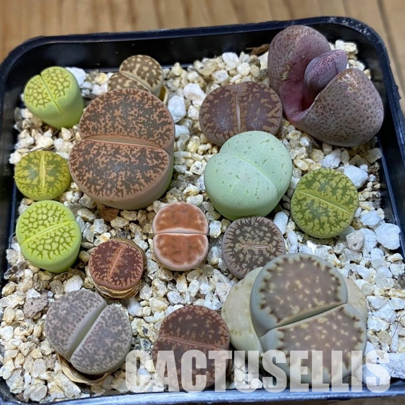 SH32744 Lithops mix