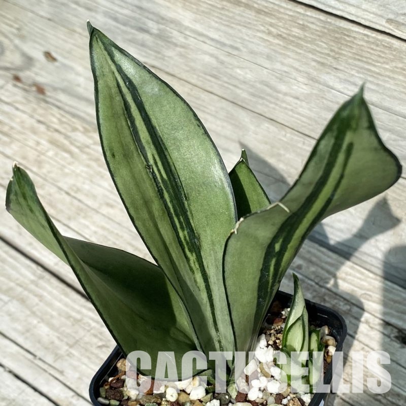 SH32745 Sansevieria 'Brazilian Moonshine'