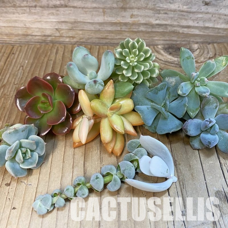 SH32746 Succulents mix, cuted