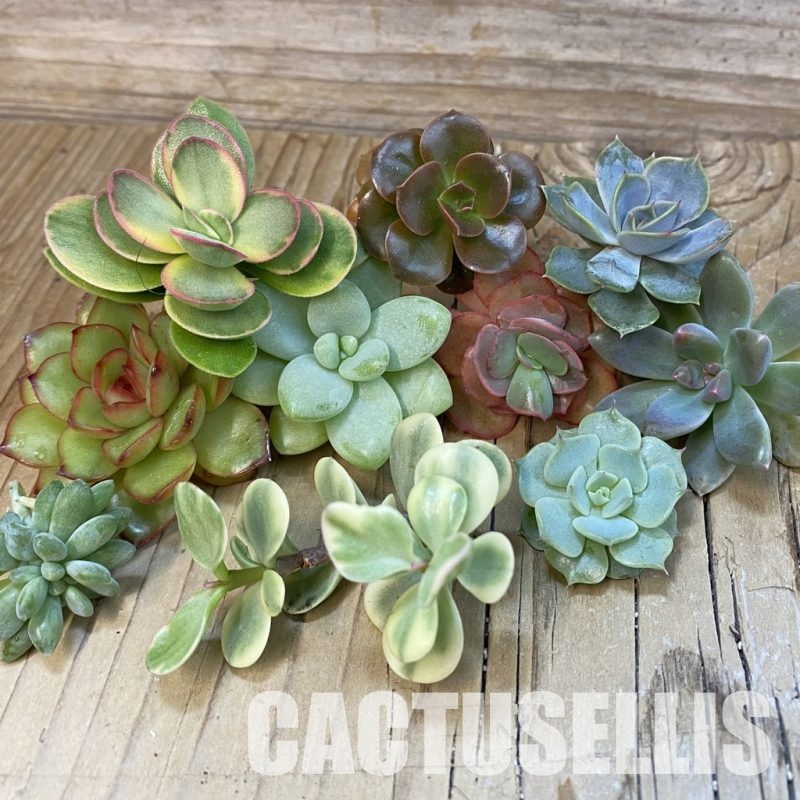 SH32747 Succulents mix, cuted