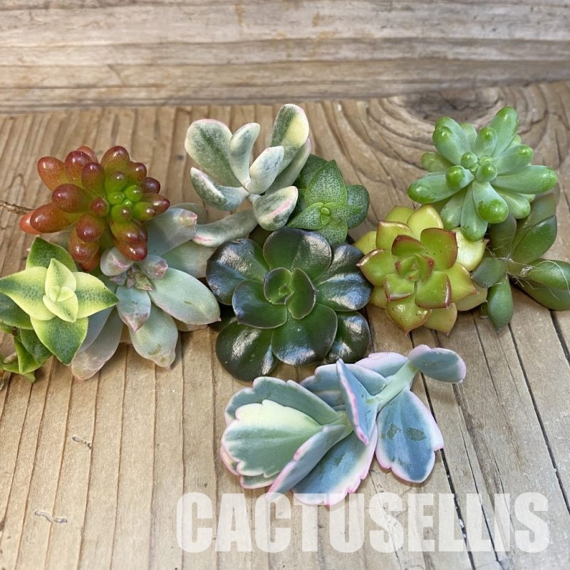 SH32748 Succulents mix, cuted