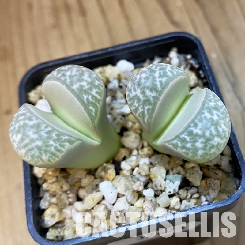 SH32673 Lithops naureeniae
