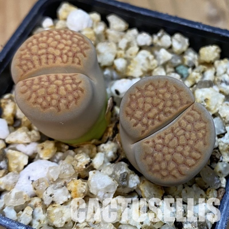 SH32665 Lithops hallii v. ochracea