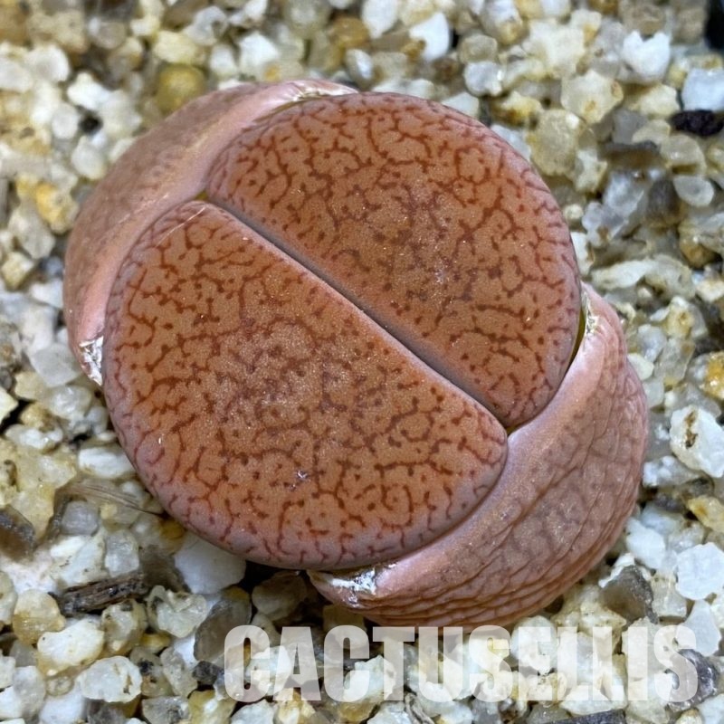SH32674 Lithops aucampiae v. koelemanii