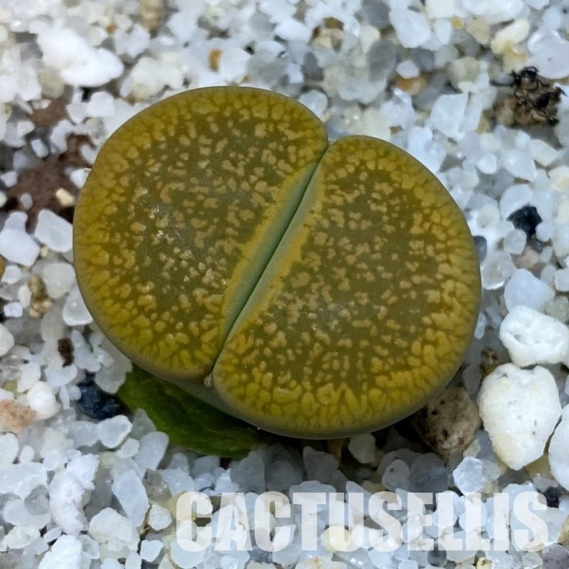 SH32675 Lithops aucampiae ‘Jackson’s Jade’