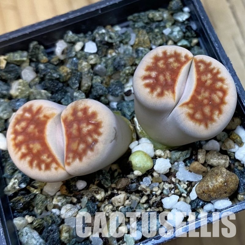 SH32676 Lithops karasmontana v. summitatum