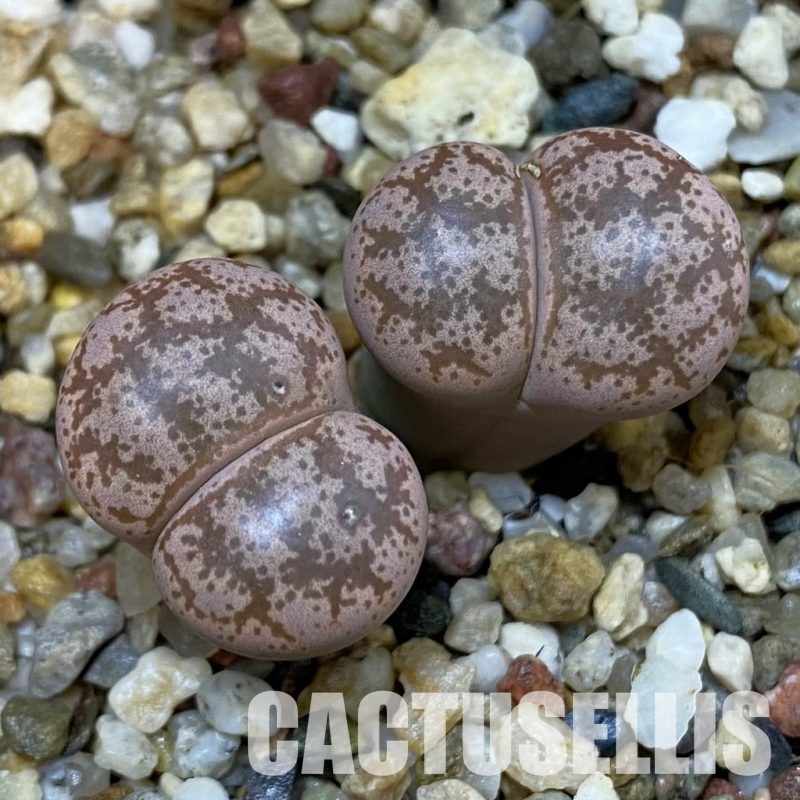 SH32677 Lithops coleorum