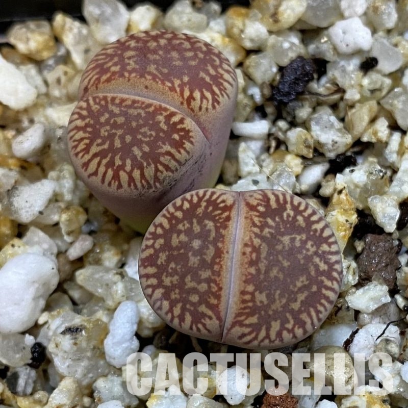 SH32678 Lithops aucampiae v. euniceae