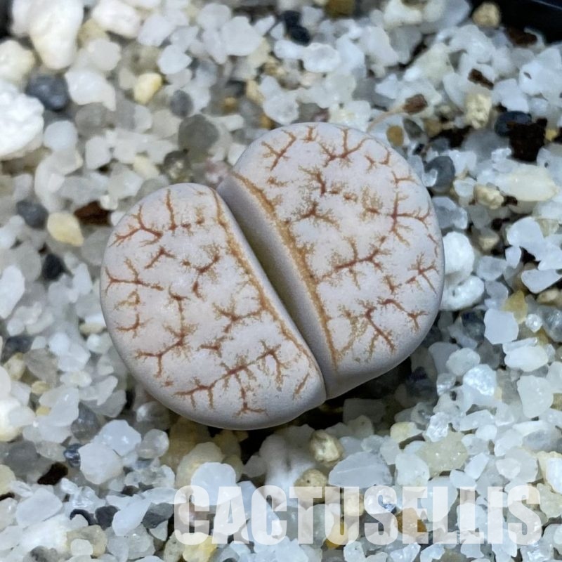 SH32679 Lithops gracilidelineata v. waldroniae C 189