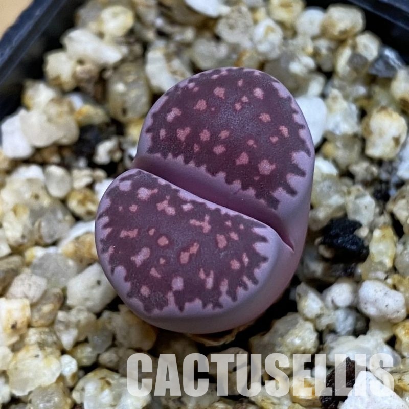 SH32680 Lithops salicola ‘Sato’s Violet’ hybrid