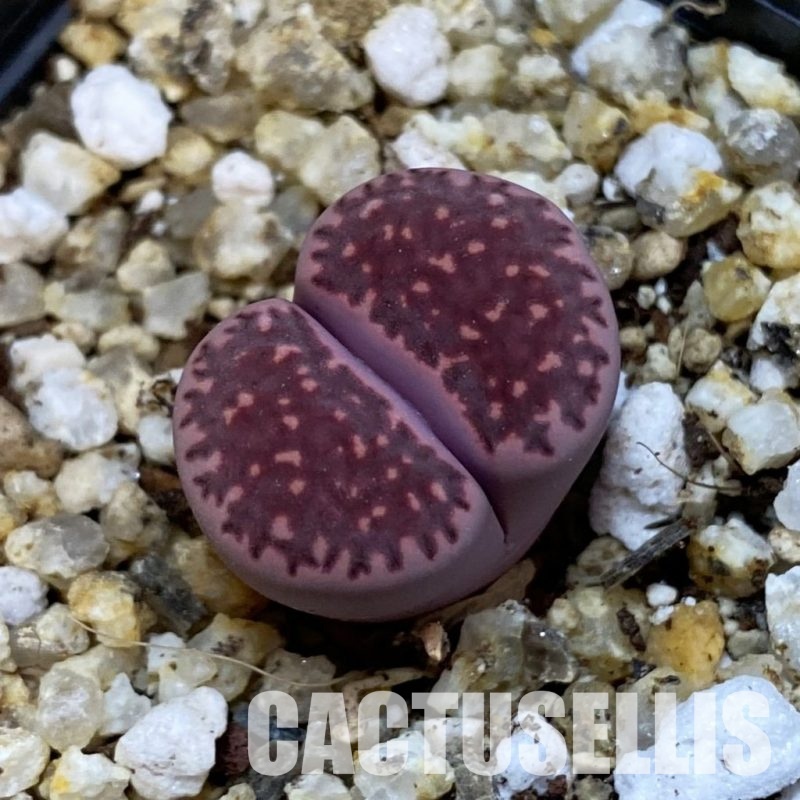 SH32681 Lithops salicola ‘Sato’s Violet’ hybrid