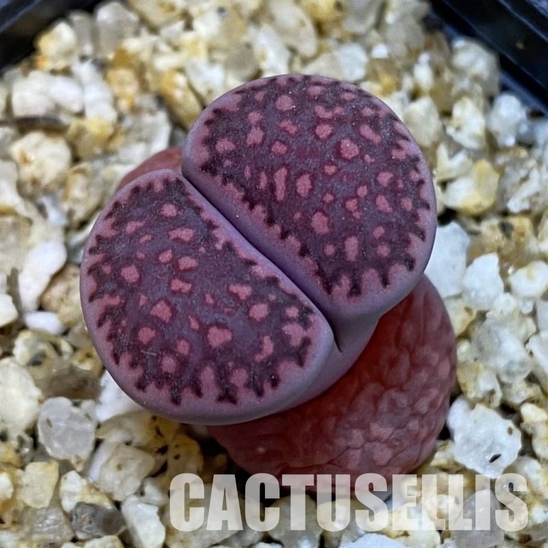 SH32682 Lithops salicola ‘Sato’s Violet’ hybrid