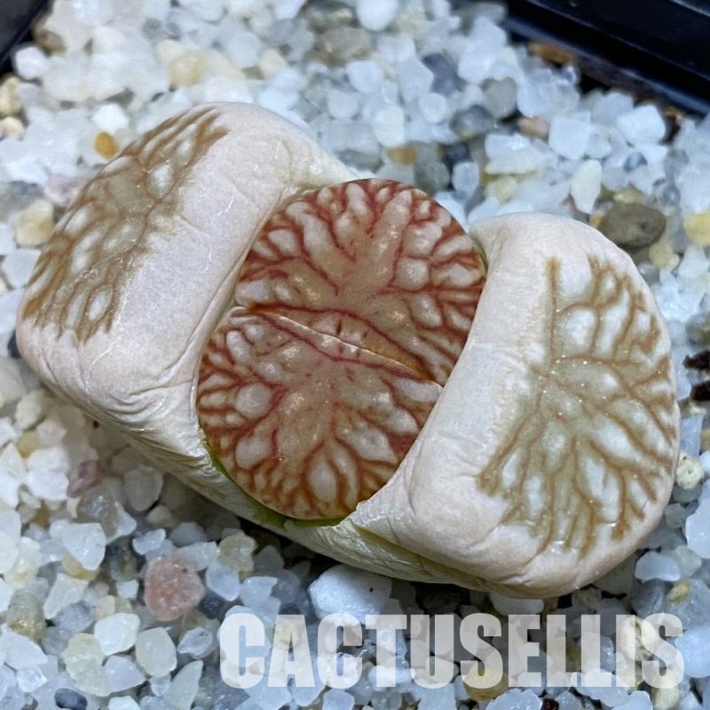 SH32683 Lithops julii 'Kikushogiyoku' hybrid