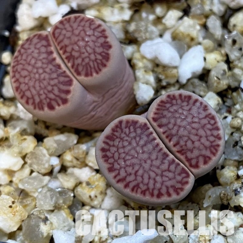 SH32684 Lithops julii 'Kikushogiyoku' hybrid