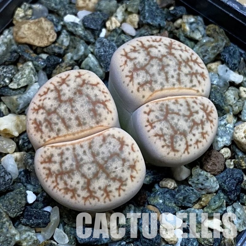 SH32685 Lithops pseudotruncatella