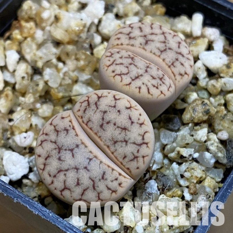 SH32686 Lithops pseudotruncatella