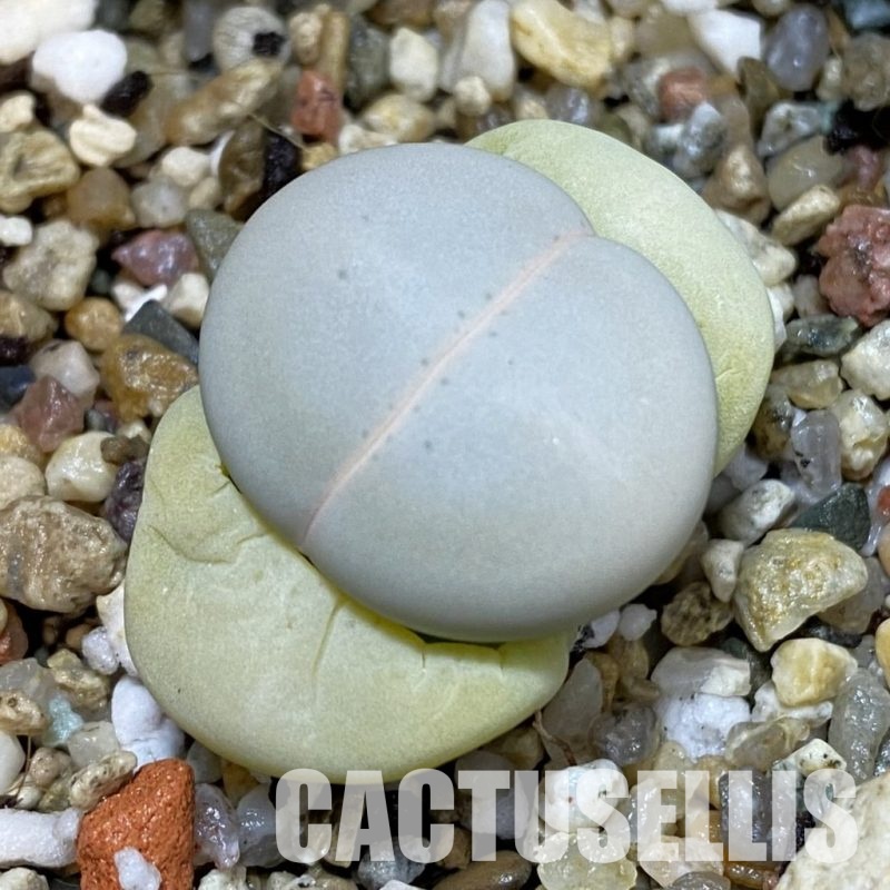 SH32666 Dinteranthus vanzylii