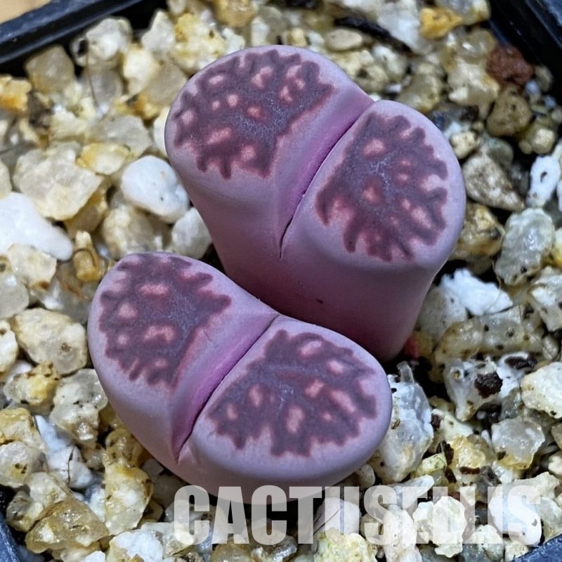 SH32687 Lithops salicola ‘Sato’s Violet’ hybrid