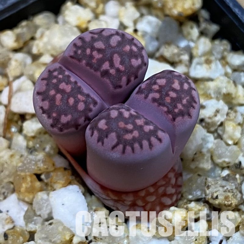SH32688 Lithops salicola ‘Sato’s Violet’ hybrid