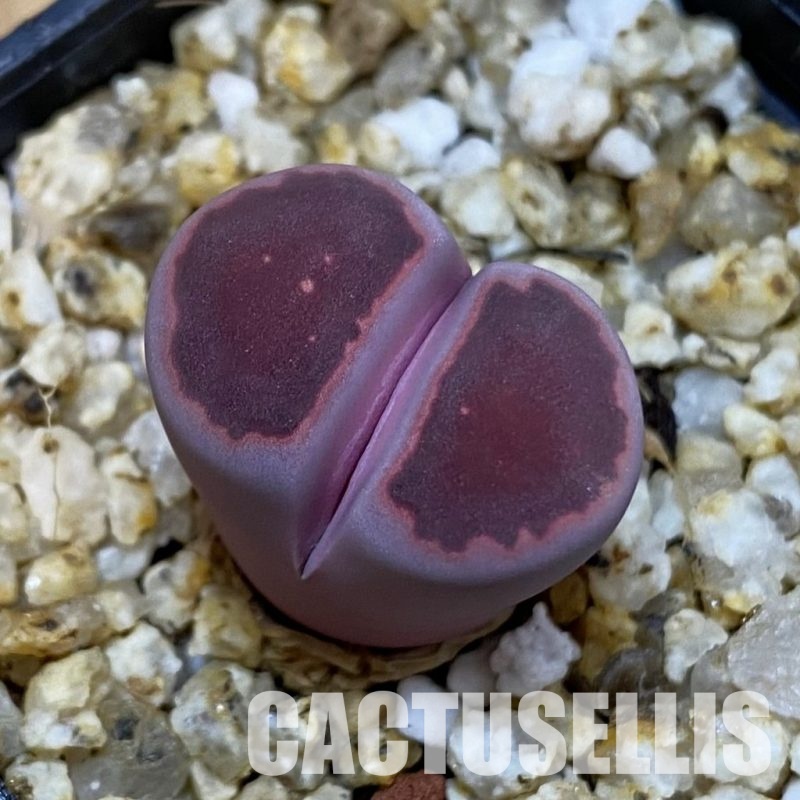 SH32689 Lithops salicola ‘Sato’s Violet’ hybrid