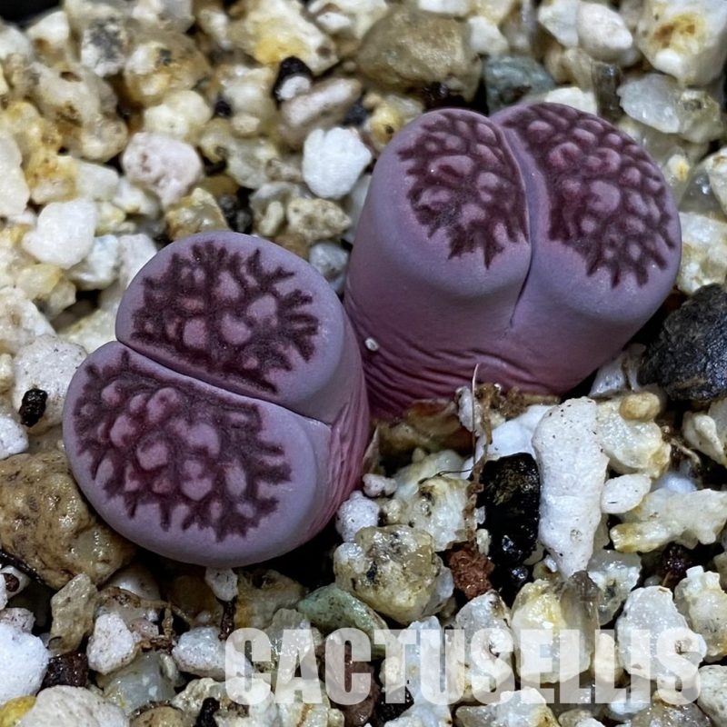 SH32690 Lithops salicola ‘Sato’s Violet’ hybrid