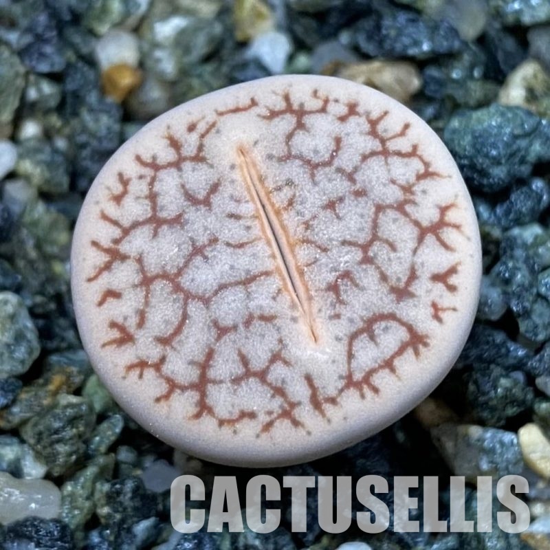 SH32691 Lithops pseudotruncatella v. dendritica