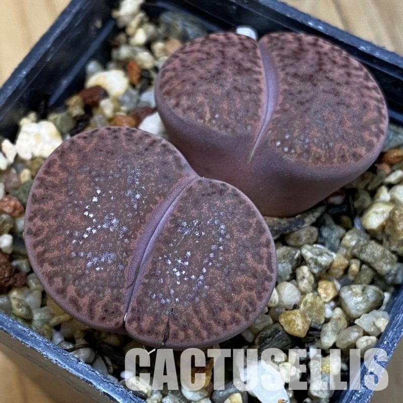 SH32692 Lithops bromfieldii 'Embers' C393A