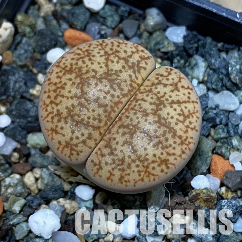 SH32693 Lithops pseudotruncatella v. alpina